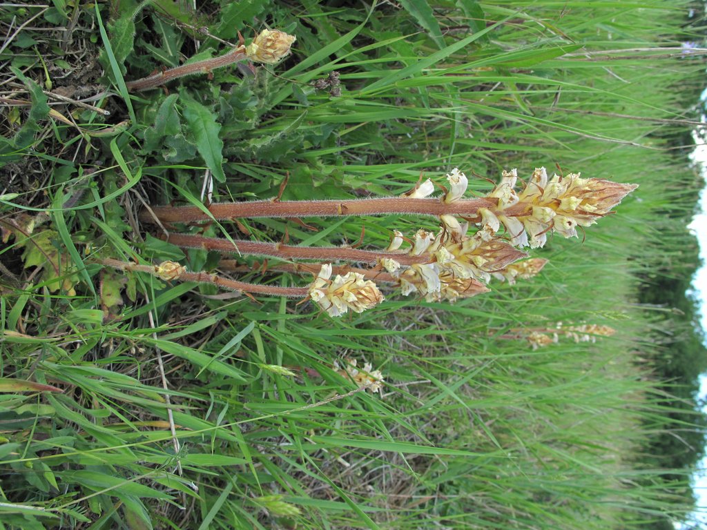 Orobanche picridis
